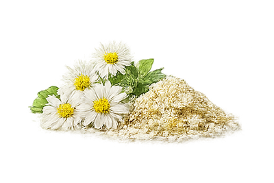 Chamomile