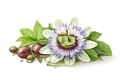 Passionflower