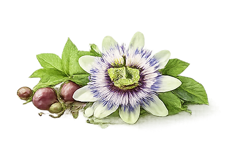 Passionflower