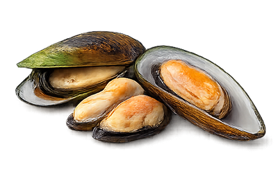 Green-Lipped Mussel