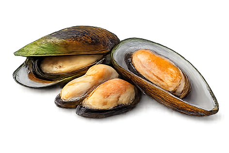 Green-Lipped Mussel